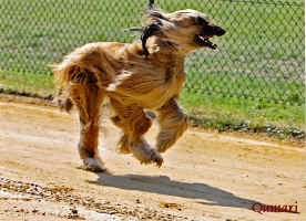 Qumari-Training-Aug10.jpg (166528 Byte)