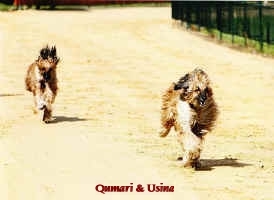 Qumari Usine Traing10.JPG (125554 Byte)