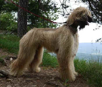 Gabler11.jpg (86688 Byte)