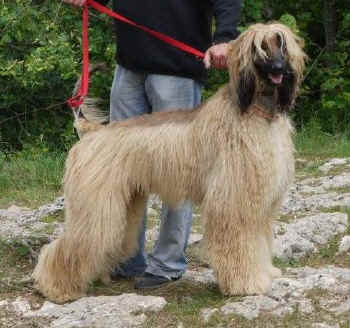 Gabler 13.jpg (52952 Byte)