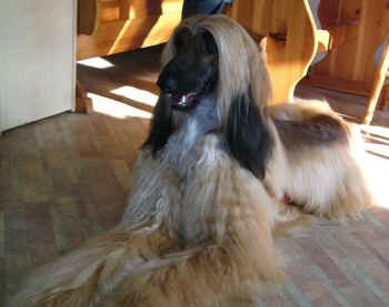 Gabler 16.jpg (47022 Byte)