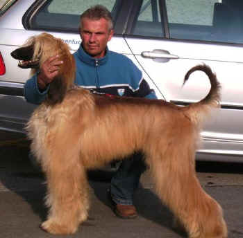 Gabler 17.jpg (38492 Byte)