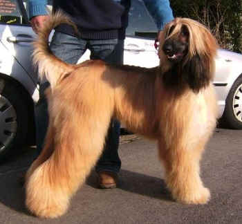 Gabler 5.jpg (43794 Byte)