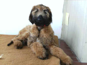 UsmanHerbst07 2.jpg (33639 Byte)