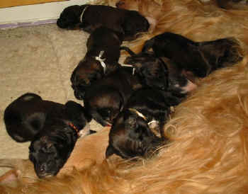 1 Woch 10.jpg (46865 Byte)