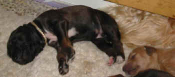 1 Woche 13.jpg (21238 Byte)