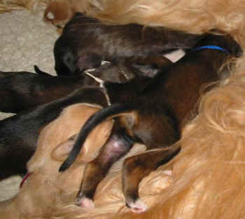 1 Woche 3.jpg (32241 Byte)