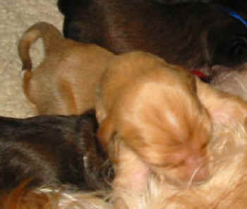 1 Woche 6.jpg (17750 Byte)