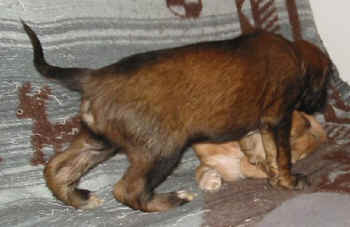 4 Wo3.jpg (33840 Byte)