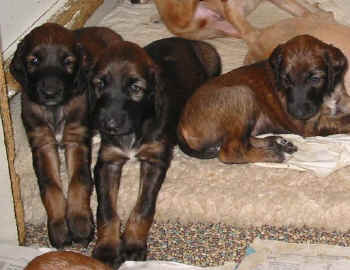 4 Wo 10.jpg (45113 Byte)