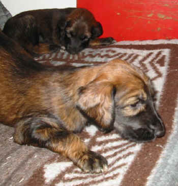 4 Wo 7.jpg (60764 Byte)