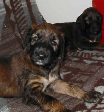 4 Wo 9.jpg (37859 Byte)