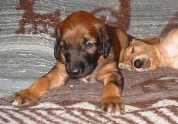 4 Wo.jpg (33803 Byte)