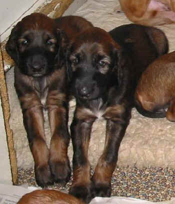 4 wo 14.jpg (28676 Byte)