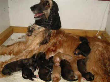 5-tag-1.JPG (19802 Byte)