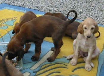 6 Wo2.jpg (39423 Byte)