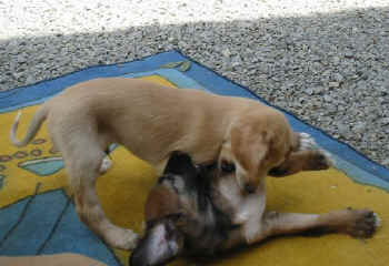 6 Wo 6.jpg (50265 Byte)