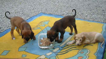 6 Wo Fu2.jpg (107956 Byte)