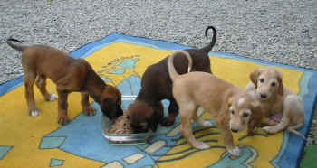 6 Wo Fu.jpg (94406 Byte)