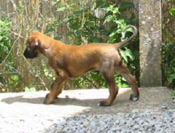 6 Wo Ru-1.jpg (28054 Byte)