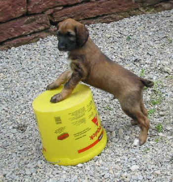 6 Wo Ru 4.jpg (65174 Byte)