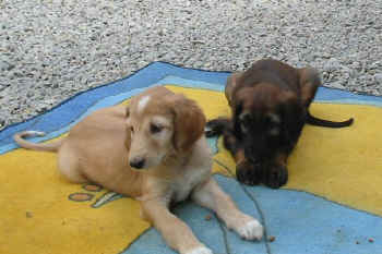 6 Wo Viol.jpg (48577 Byte)