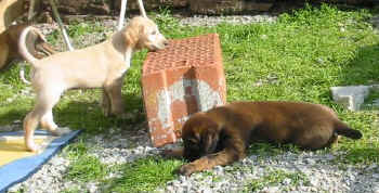 6 Wo.jpg (46616 Byte)