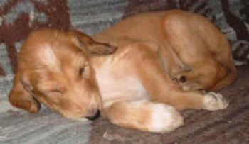 Frl.urresch .jpg (25909 Byte)