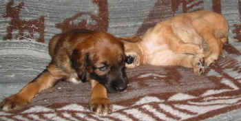 Geschw.jpg (40527 Byte)