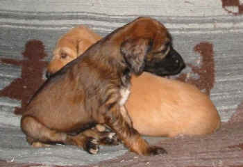 Schwestern.jpg (29835 Byte)